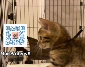 Playing in the furry kitty's bedroom .... Do you like pussy that lick you carefully?